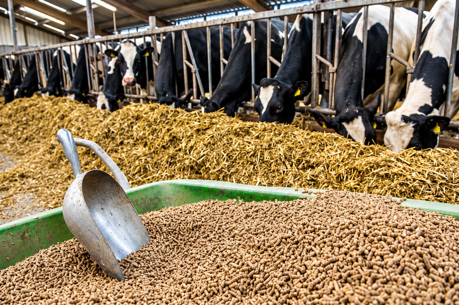Cattle Feed Pellets